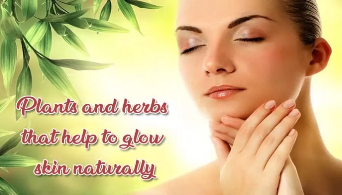 Plants and herbs that help to glow skin naturally